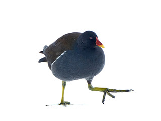Obraz premium Common moorhen (Gallinula chloropus)