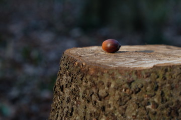 切り株　どんぐり