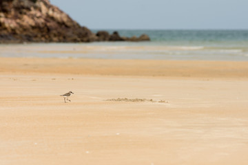 Sandpiper hunting for food on a golden sand beach.