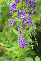 Obraz premium Duranta repens many beautiful purple flowers in the garden.