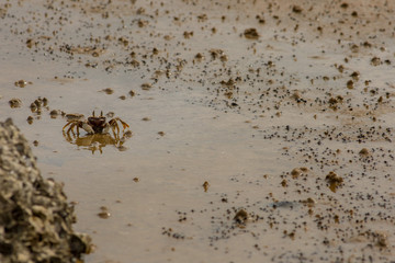 Large beach crab hunting for food.