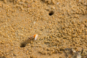 Fiddler crab appearing out of its beach hole.