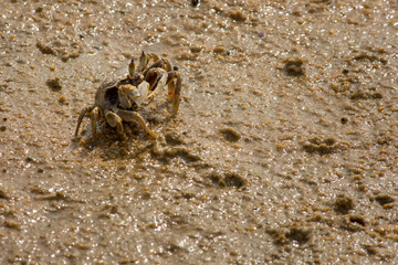 Large beach crab hunting for food.