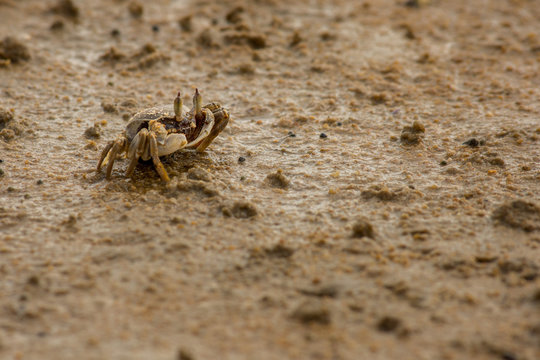 Large beach crab hunting for food.
