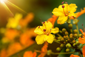 Orange Flower in the Rain Forest