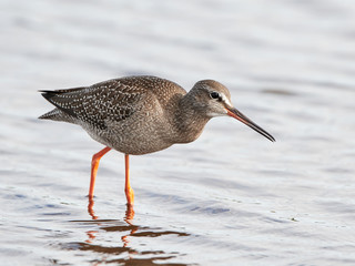 Spotted redshank (Tringa erythropus)