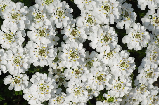 iberis