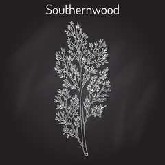 Southernwood artemisia abrotanum , or lad s love, southern wormwood, medicinal plant