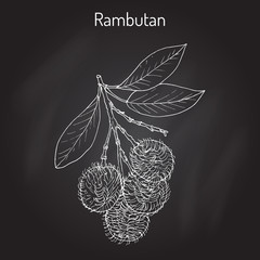 Rambutan Nephelium lappaceum , tropical fruit