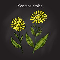 Medicinal herb arnica montana