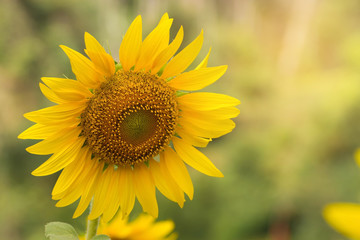 Obraz premium sunflowers field
