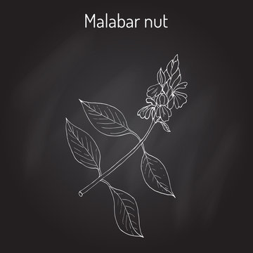 Malabar nut Justicia adhatoda , or adulsa, adhatoda, vasa, or vasaka, medicinal plant