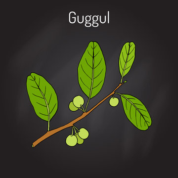 Best Ayurvedic plant guggul Commiphora wightii , or Indian bdellium-tree, Mukul myrrh tree