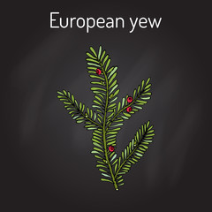 European yew Taxus baccata , poisonous plant.