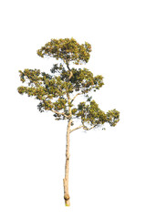 tree isolated