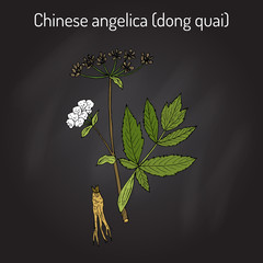 Angelica sinensis, or dong quai, or female ginseng - medicinal herb