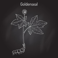 Goldenseal Hydrastis canadensis , medicinal plant