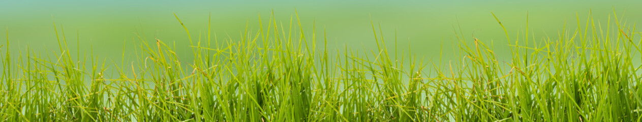  brins d'herbe, fond vert campagne 