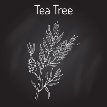 Collection of tea tree. Cosmetics and medical plant. hand drawn
