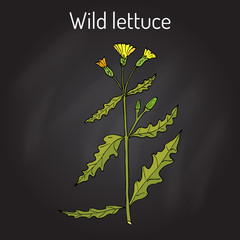 Wild, or prickly lettuce Lactuca serriola , medicinal plant