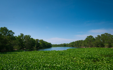 Landscape view of upcountry riverside