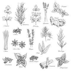 Spices and herbs vector sketch icons