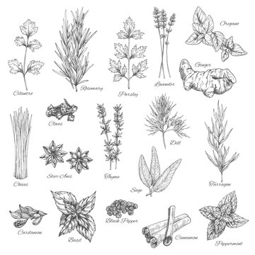 Spices and herbs vector sketch icons