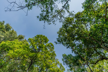 Top of the trees