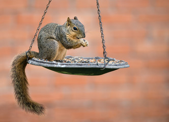 Fox squirrel (Sciurus niger) eating seeds from bird feeder