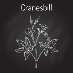Wild cranesbill Geranium maculatum , medicinal plant