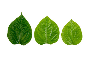 Fototapeta na wymiar Green leaf on white