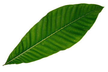 Obraz premium Green leaf on white