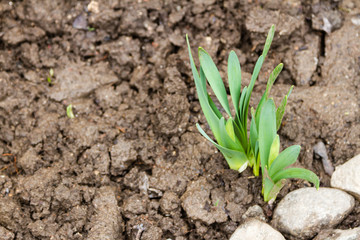 Young narcissus shoot