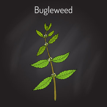 Bugleweed Lycopus europaeus , or gypsywort, water horehound - medicinal plant