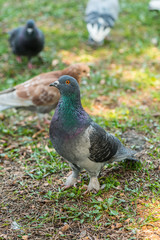 Beautiful Pigeon bird walking on grass in the square. Curious pigeons standing on the grass in a city park. Funny pigeons walking and flying