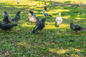 Obraz premium Beautiful Pigeon bird walking on grass in the square. Curious pigeons standing on the grass in a city park. Funny pigeons walking and flying