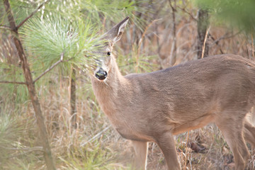 deer doe looking around depp thick forest