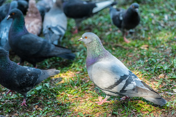Beautiful Pigeon bird walking on grass in the square. Curious pigeons standing on the grass in a city park. Funny pigeons walking and flying