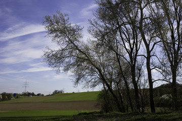 Bäume vor bepflanztem Feld im Frühling