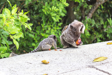 Saguis eating fruit, Rio de Janeiro, Brazil