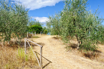 Fototapeta na wymiar Dirt road in an olive grove near Siena in Tuscany, Italy