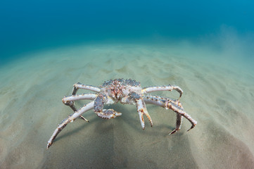 King crab on the seabed © kondratuk
