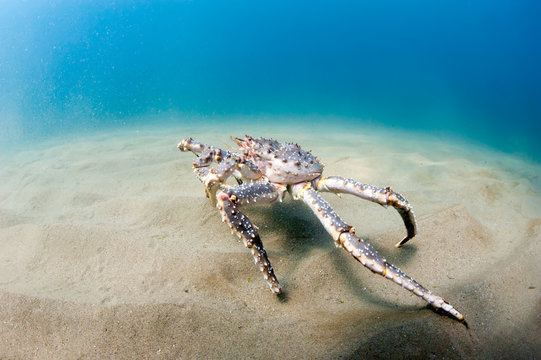 King crab on the seabed