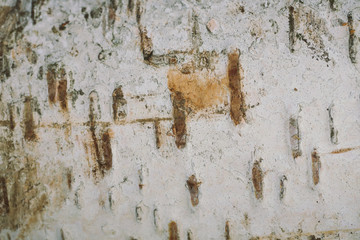 birch bark texture background paper