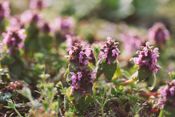 Fresh spring grass with flowers on a sunny day with natural blurred background. Shallow focus