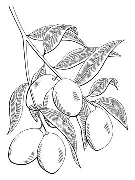 Mango fruit graphic branch black white isolated sketch illustration vector