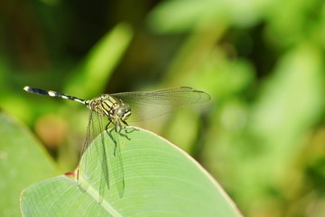 The Dragonfly