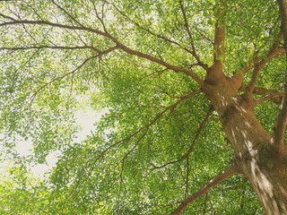 Giant Tree