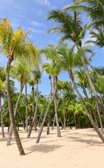 Naklejka na ściany i meble Exotic palm trees with tropical white sandy beach and blue sky.