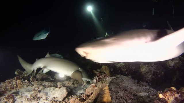 Scuba divers look at Tawny nurse sharks (Nebrius ferrugineus) swims over the coral bottom in the night, Indian Ocean, Maldives
